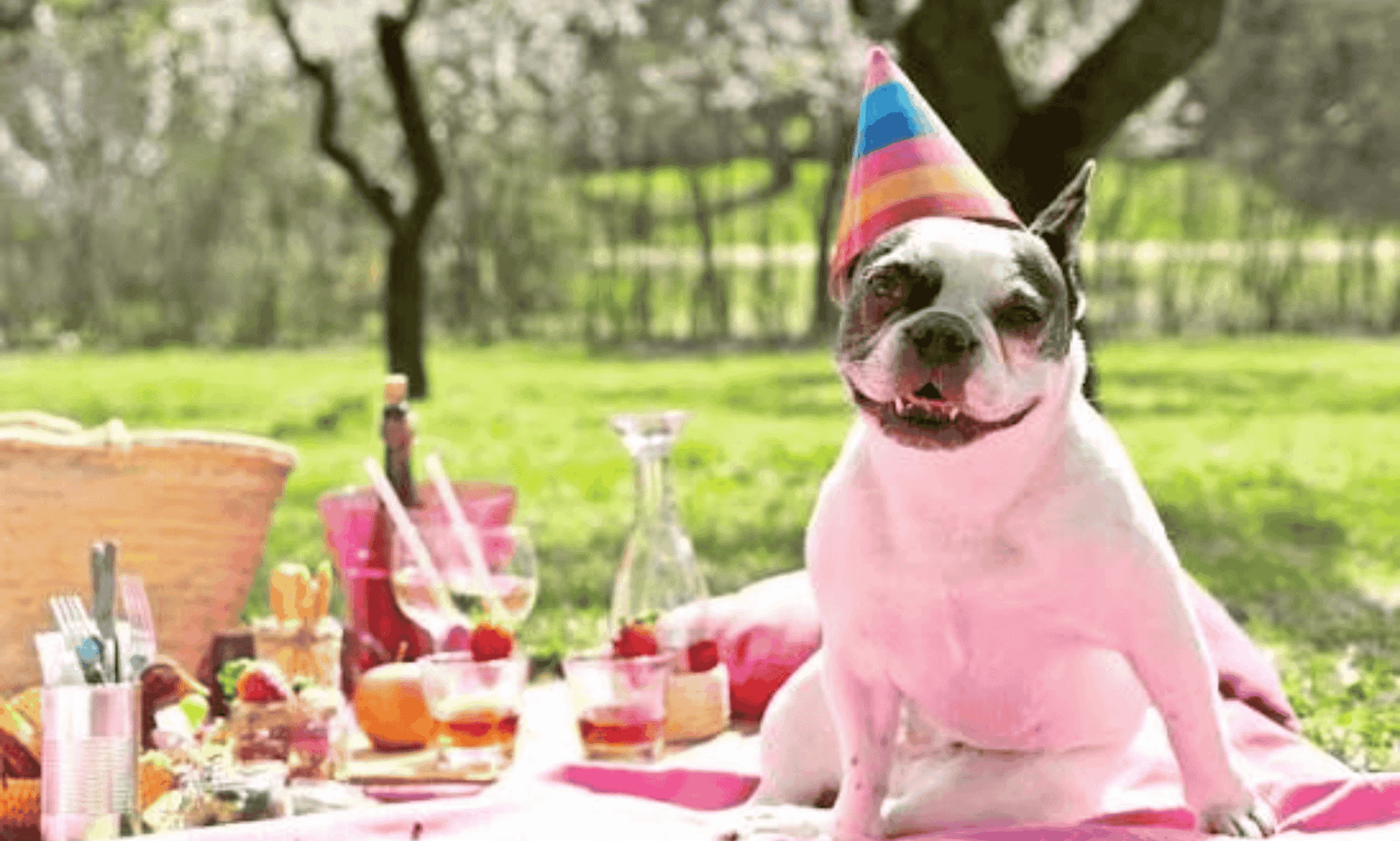 How to celebrate your dog's birthday at home with fun activities, treats, and family moments